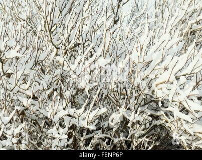 Couvert de neige bush, close-up Banque D'Images