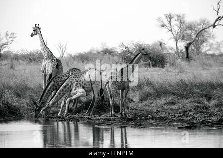 Tour de l'eau potable des girafes au pan, Okavango Delta, Botswana Banque D'Images