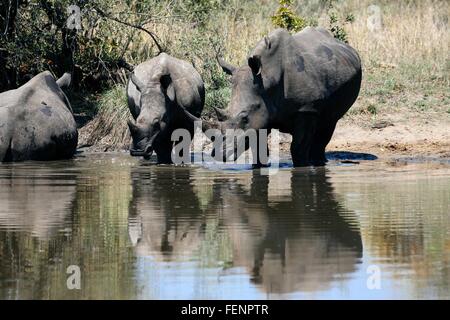Rhinocéros blanc à partir de la piscine de l'eau potable, Sabi Sand Game Reserve, Afrique du Sud Banque D'Images