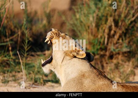 Lionne du bâillement, Sabi Sand Game Reserve, Afrique du Sud Banque D'Images
