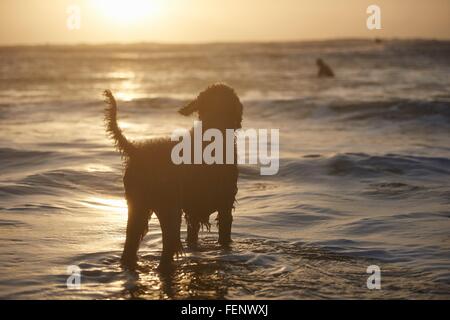 Silhouette de chien regardant surfer en mer, Devon, England, UK Banque D'Images