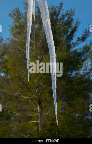 Icicle pendu à une gouttière de toit d'hiver, New York State, USA Banque D'Images