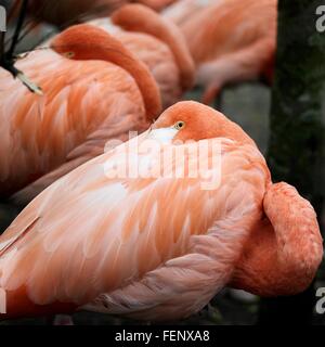 Close up of sur le flamand rose avec sa tête nichée dans plus de l'épaule Banque D'Images