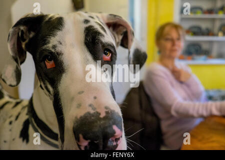 Great Dane dog, avec woman in kitchen Banque D'Images