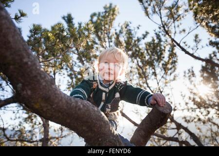 Happy young woman climbing tree in forest Banque D'Images