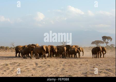 Les éléphants d'Afrique (Loxodonta africana), le Parc national Amboseli, Kenya, Africa Banque D'Images