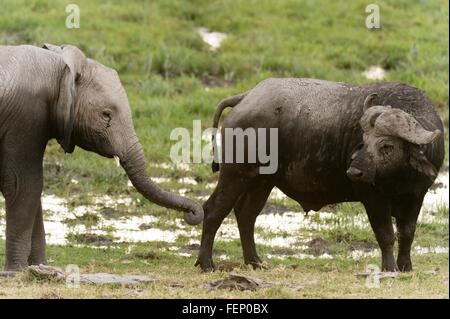 Buffle (Syncerus caffer) et les jeunes'éléphant africain (Loxodonta africana), le Parc national Amboseli, Kenya, Africa Banque D'Images