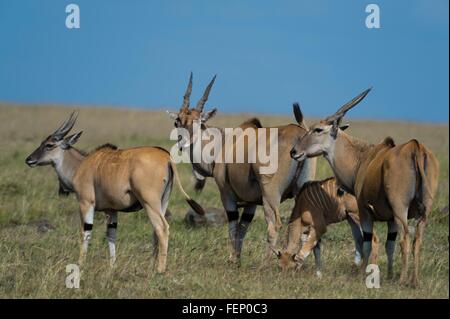 Elands commun (Taurotragus oryx), Masai Mara, Kenya, Afrique Banque D'Images