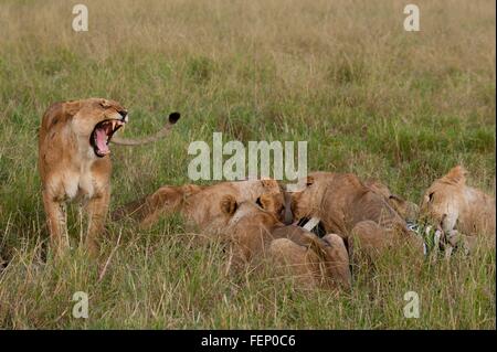 Marsh pride lions (Panthera leo) se nourrissant de zebra, Masai Mara, Kenya, Afrique Banque D'Images