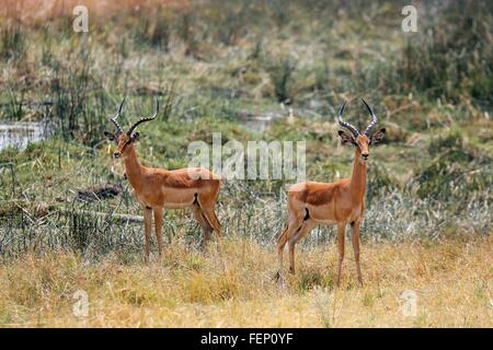 Impala, Botswana Banque D'Images