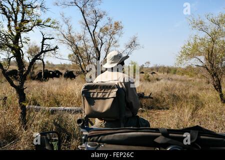 Tracker dans le bush, safari buffalo en arrière-plan, Kruger National Park, Afrique du Sud Banque D'Images