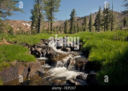 Californie - Boulder Creek est en ordre décroissant dans un pré au Boulder Lake dans la trinité Alpes région sauvage. Banque D'Images