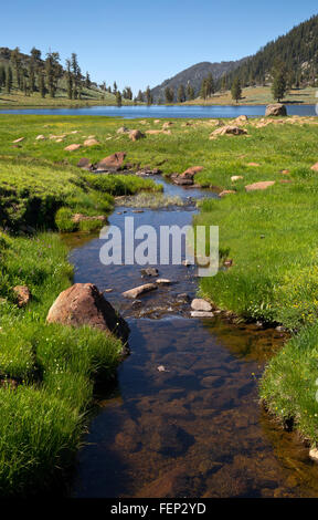 Californie - Boulder Creek est en ordre décroissant dans un pré au Boulder Lake dans la trinité Alpes région sauvage. Banque D'Images