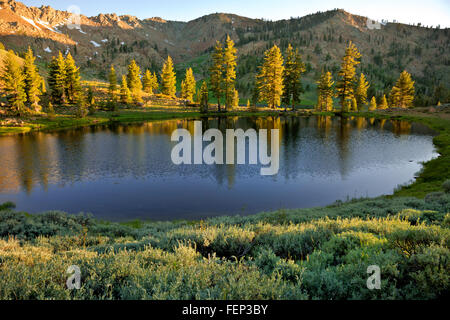 Californie - La fin de l'après-midi à l'Upper Lake à l'Est de Boulder Boulder Creek drainage de la Trinité Alpes région sauvage. Banque D'Images