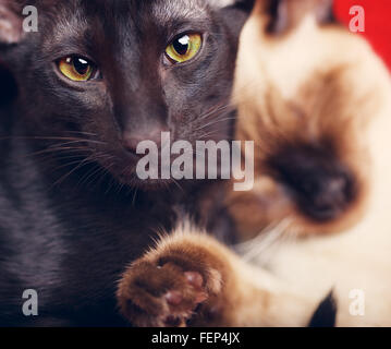 Oriental et les chats thaïlandais dort sur canapé Banque D'Images