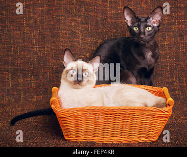 Oriental et les chats thaï assis dans le panier en bois Banque D'Images