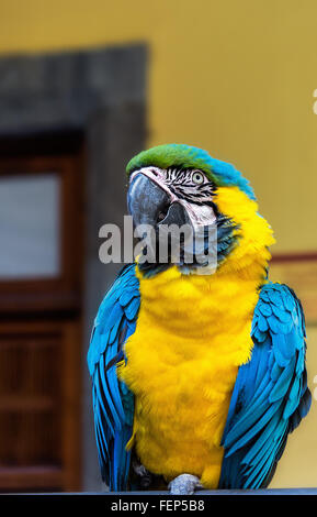 Exotique, tropical, blanc, bleu, nature, bec, jolie, animal, oiseau, rouge, zoo, perroquet, beau, coloré, jaune, turquoise, oiseau Banque D'Images