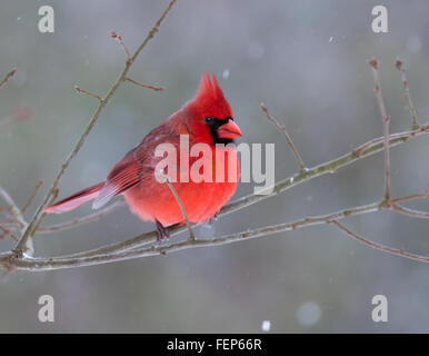 Un beau mâle Cardinal rouge (Cardinalis cardinalis) perché sur une branche sur un jour de neige Banque D'Images