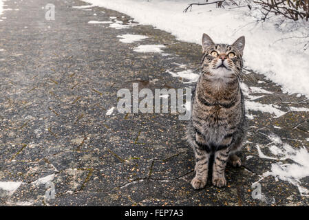 Chat assis sur un trottoir en hiver Banque D'Images