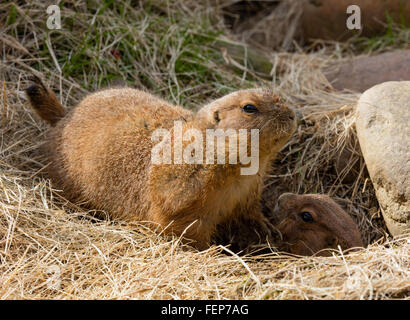Deux chiens de prairie (Cynomys ludovicianus) près de l'entrée de leur terrier Banque D'Images