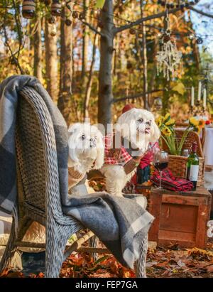 Deux chiens sur une chaise en bois Banque D'Images