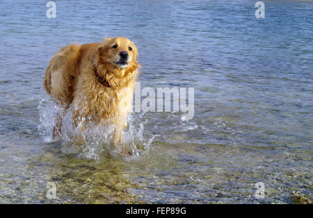 Golden retriever femelle tournant dans l'eau Banque D'Images