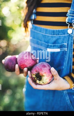 Jeune femme, en milieu rural, tenant les pommes, mid section Banque D'Images