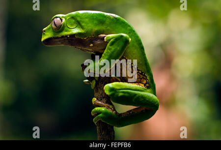 Grenouille Kambo utilisé pour extraire le venin, puissant médicament amazoniennes, Iquitos, Pérou Banque D'Images