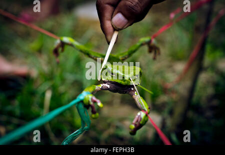 Extraction de la grenouille Kambo, puissant poison médecine amazonienne, Iquitos, Pérou Banque D'Images