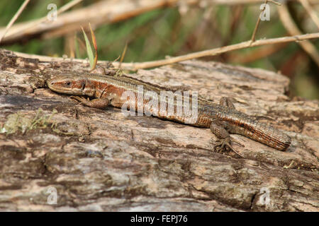 Lézard commun sans queue au soleil sur un journal. Banque D'Images