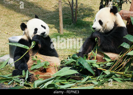 Deux pandas eating bamboo Banque D'Images
