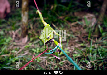 Extraction de la grenouille Kambo, puissant poison médecine amazonienne, Iquitos, Pérou Banque D'Images