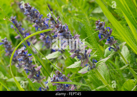 Ou Blueweed Vipérine commune (Echium vulgare) champ dans l'environnement naturel en Ukraine Banque D'Images