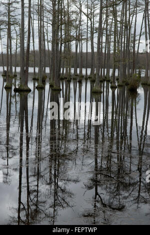 C Goodale State Park Camden South Carolina USA Banque D'Images
