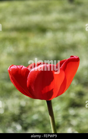 Tulipe rouge Banque D'Images