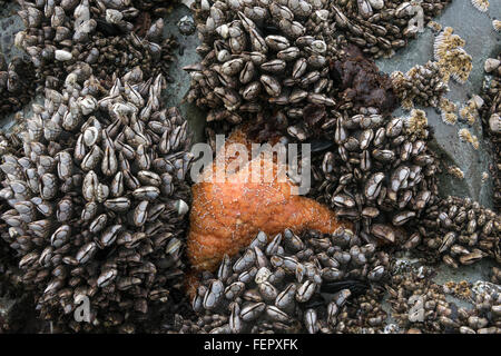 Étoile de mer (Pisaster ochraceus) col de cygne et les balanes, horizontal, Chesterman Beach, Tofino, Colombie-Britannique Banque D'Images