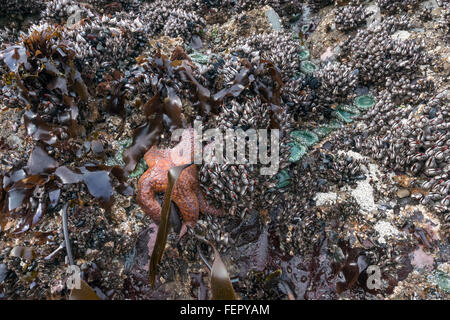 Col de cygne avec étoile de mer les balanes, Chesterman Beach, Tofino, Colombie-Britannique Banque D'Images