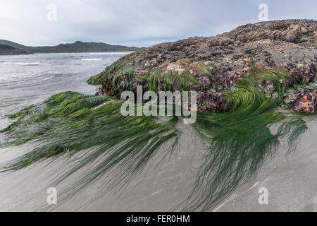 Vrilles de zostère marine à marée basse, Chesterman Beach, Tofino, Colombie-Britannique Banque D'Images