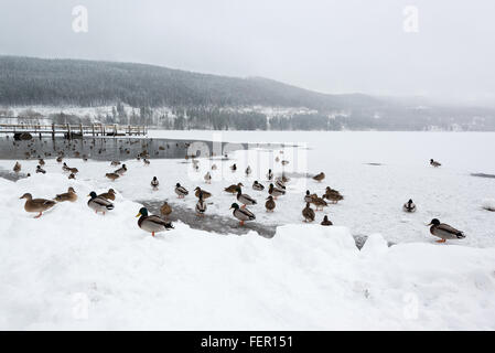 Canard colvert sur lac gelé Banque D'Images