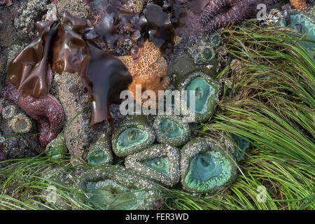 Le varech, début de la mer, d'anémones et de zostère marine à marée basse, Chesterman Beach, Tofino, Colombie-Britannique Banque D'Images