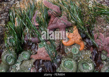 Marée basse avec les étoiles de mer, des anémones et la zostère marine, Chesterman Beach, Tofino, Colombie-Britannique Banque D'Images