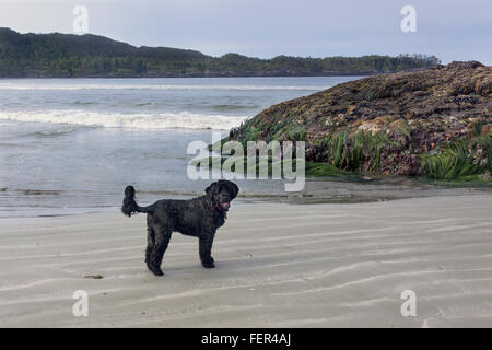 Marée basse avec chien, la zostère marine, la mer commence, et les anémones, Chesterman Beach, Tofino, Colombie-Britannique Banque D'Images