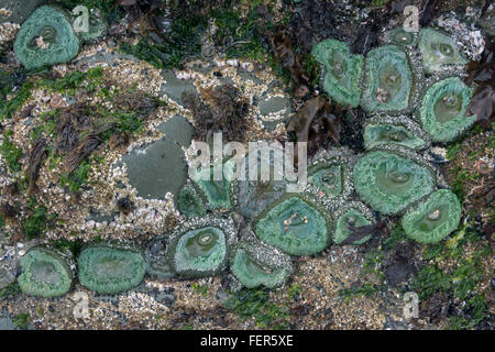 Anthopleura xanthogrammica des anémones (vert) et les balanes à marée basse, Chesterman Beach, Tofino, Colombie-Britannique Banque D'Images