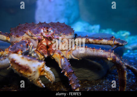 Parties d'une bouche d'Alaska dans le crabe royal rouge ripleys aquarium toronto Banque D'Images