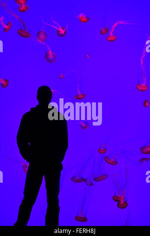 L'homme regardant un mur de mer du Pacifique Les orties en lumière rouge nageant dans Ripleys Aquarium Toronto Banque D'Images