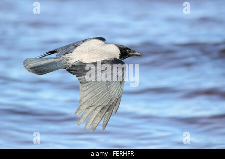 Hooded Crow Corvus cornix voler au-dessus de l'eau Banque D'Images