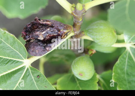 La maturation des figues sur un arbre, dont un venu fig picotés à par les oiseaux Banque D'Images