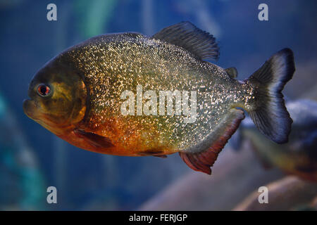 Adulte seul piranha à ventre rouge poisson d'eau douce avec charognard fond bleu ripleys aquarium toronto Banque D'Images