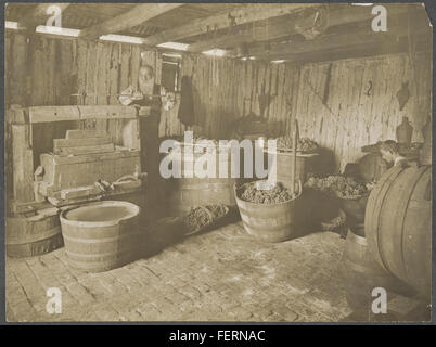 Cette photographie datant d'environ 1900 montre un homme qui exploite un pressoir traditionnel, un outil essentiel dans le processus de vinification. L'image capture le travail manuel impliqué dans le pressage des raisins pour en extraire le jus, une pratique qui était largement utilisée avant les machines modernes. Banque D'Images