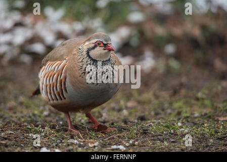 Red-legged partridge (Alectoris rufa) Banque D'Images